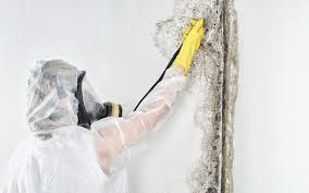 Best Mold Removal for HVAC Installations in Cedar Grove, WI